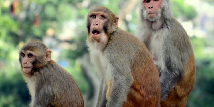 Freedom for Escaped Monkeys Sparks Debate on Animal Rights