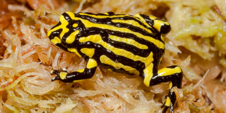 Southern-Corroboree-Frog