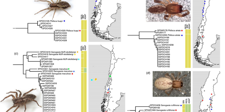 Genetic barcodes for species identification and phylogenetic estimation in ghost spiders (Araneae: Anyphaenidae: Amaurobioidinae)