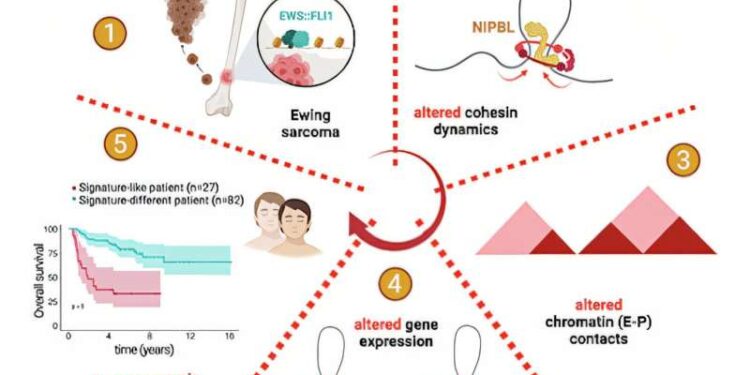 Researchers discover mechanisms that make Ewing sarcoma more aggressive