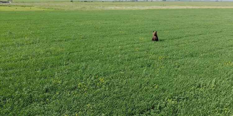 Wesley Sarmento, a grizzly bear management specialist in Montana, found that his drone successfully hazed bears away from human habitations 91% of the time.Photograph: Wesley Sarmento/Montana department of fish, wildlife and parks