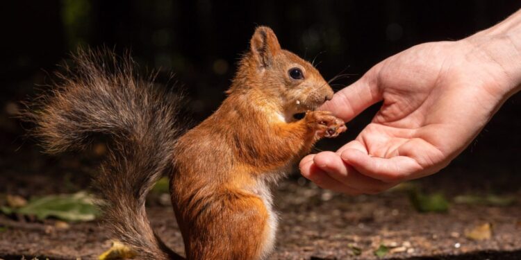 Heartbreak as Beloved Squirrel Pâ€™nut is Killed by New York Authorities