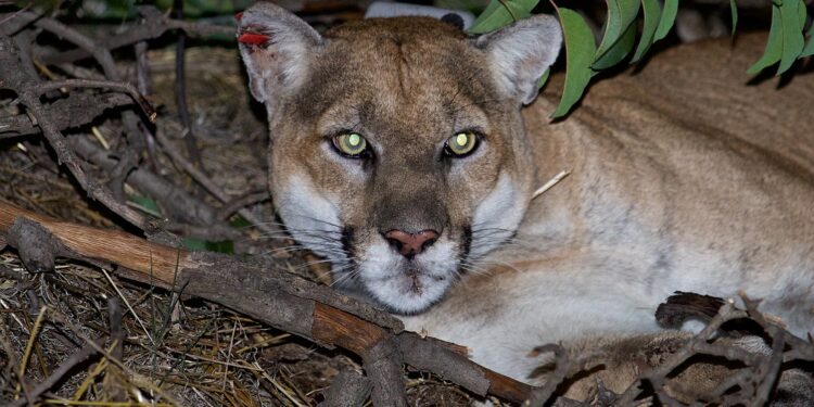 Hollywoodâ€™s famous puma who inspires wildlife corridors