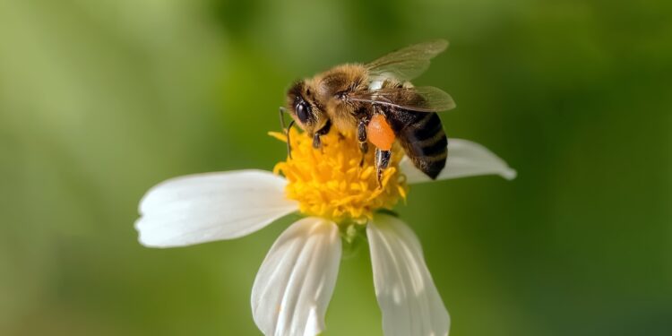 How Home Depot can protect bees from deadly pesticides