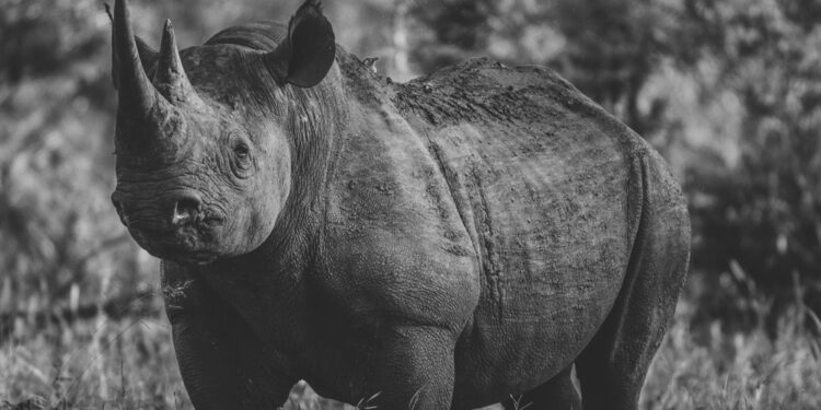 western-black-rhino