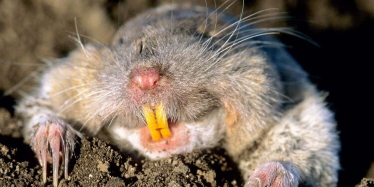 Northern pocket gopher (Thomomys talpoides)