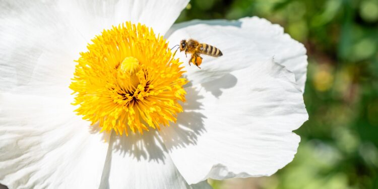 How popcorn could help save the bees