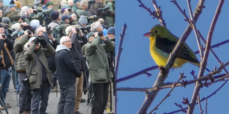 Hundreds of Brits Flock to Quiet Backyard After Bird from America Is Blown Off Course by Hurricane