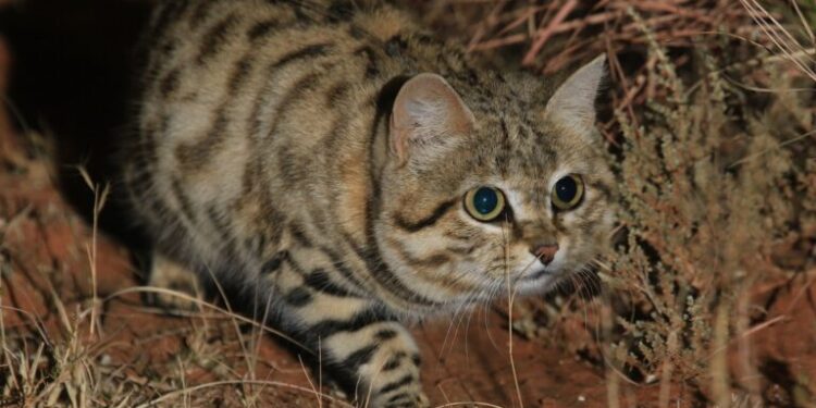 Inbreeding adds to growing threats to Africaâ€™s smallest wildcat, study finds