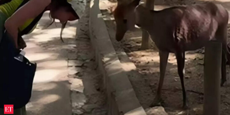 Japan Neer deer bows down to Indian tourists in viral video. Watch adorable clip