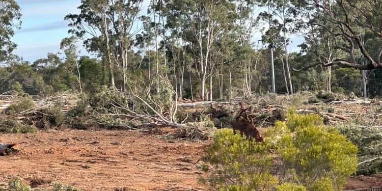 Land cleared in Appin for a housing development. Conservation groups say five underpasses on Appin Road are needed to protect koalas.Photograph: Stephanie Carrick