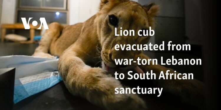 Lion cub evacuated from war-torn Lebanon to South African sanctuary