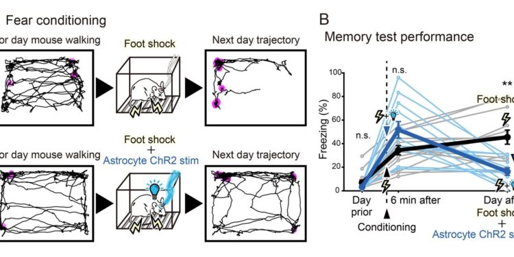 Manipulating astrocytes affects long-term memory, researchers discover