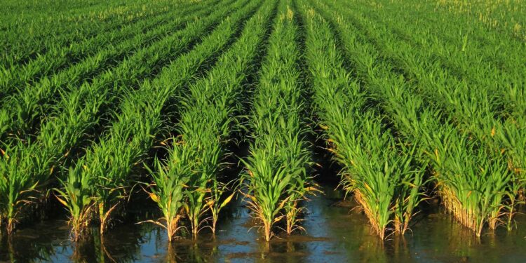 Meet the Arkansas farmer trying to adapt to the changing climate » Yale Climate Connections