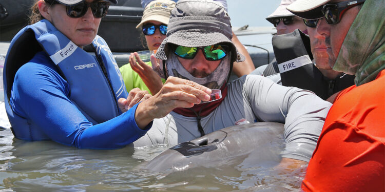 Dr. Forrest Gomez, veterinarian from the National Marine Mammal Foundation, collects exhaled breath from a wild bottlenose dolphin during a health assessment in Barataria Bay, Louisiana. Image by Todd Speakman/National Marine Mammal Foundation.