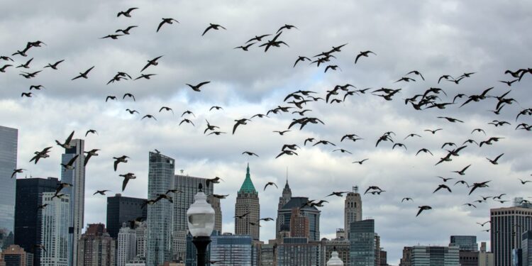 Migratory Birds Face Increased Danger from NYC Skyscrapers