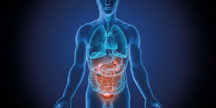 Most comprehensive picture yet of how organs age at different rates