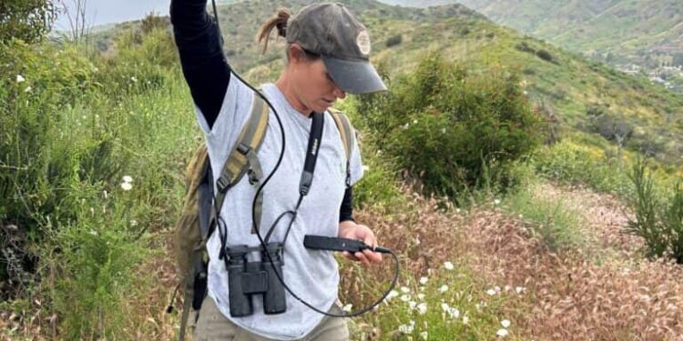 Ellie Bolas uses radio telemetry to locate research animals in Santa Monica Mountains National Recreation Area. Credit: National Park Service