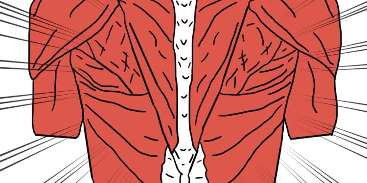 Mouse study finds females heal more quickly than males after muscle injuries, with less inflammation and scar tissue