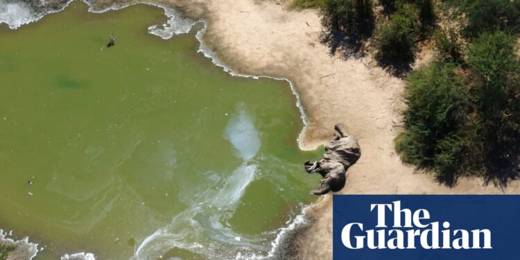 Mysterious mass elephant die-off ‘probably caused by toxic water’