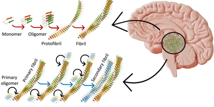 Scientists Identify 'Superspreader' Proteins Linked to Alzheimer's