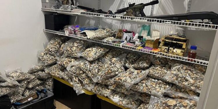 Nearly $3 million in psilocybin mushrooms seized in Riverside County