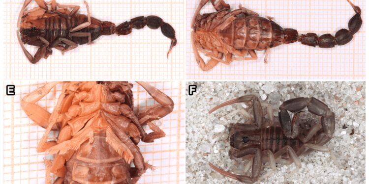 New Cases of Teratology, Albinism, Abnormal Pigmentation, Gynandromorphism, and Injury Healing in Scorpions (Arachnida: Scorpiones)