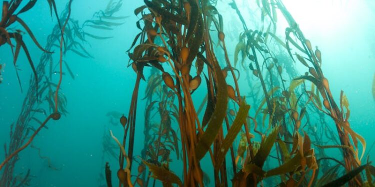 New study reveals seaweed’s hidden climate benefits