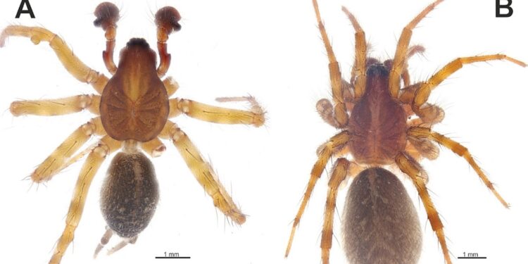 New taxonomic and faunistic data on the funnel-weavers (Araneae, Agelenidae) of Turkiye and the Caucasus, with five new species