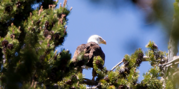 Northern California haven for water & wildlife