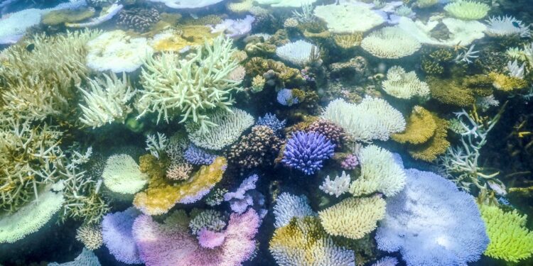 Parts of Great Barrier Reef record highest coral deaths due to heat, storms