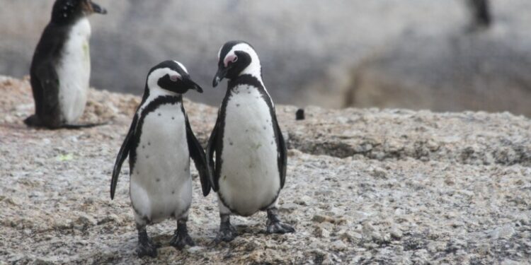 Population crash means African penguins are now critically endangered