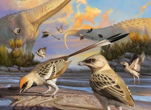 Prehistoric Bird Brain May Be a Rosetta Stone for Avian Evolution