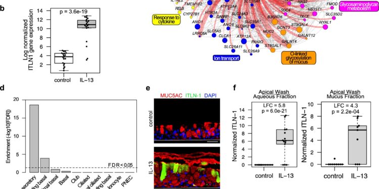 Protein linked to airway obstruction in asthma provides a potential treatment target