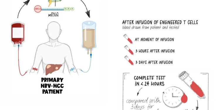 Scientists develop novel plug-and-play test to evaluate T cell immunotherapy effectiveness