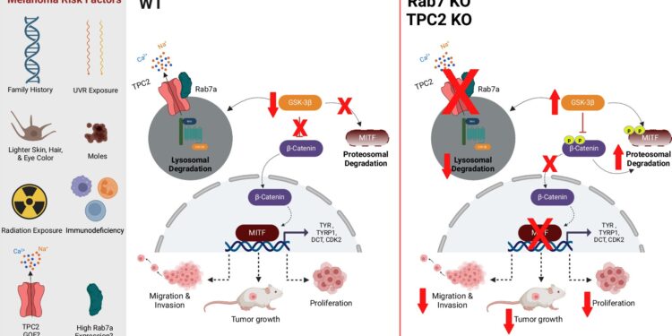 Scientists identify key mechanism in development of skin cancer