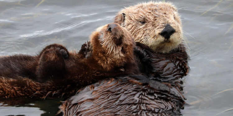 Mother and baby otter