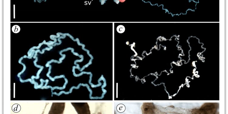 Senescence and Reproductive Trade-Offs in Male Scorpions