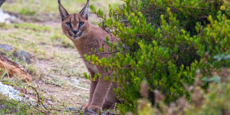 Social Media Could Boost Wildlife Conservation Efforts for Small Mammal Species, Experts Say