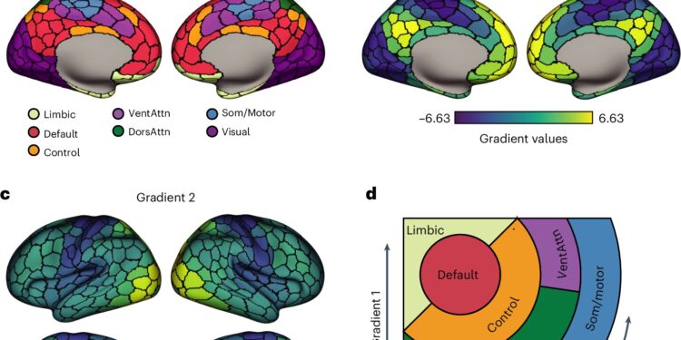 Study reveals how cell types shape human brain networks