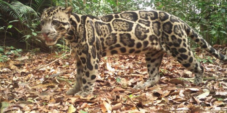 Study shows, via clouded leopards, how to better protect forests