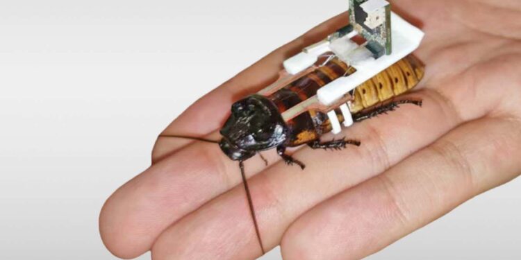 Swarms of cyborg cockroaches could be manufactured by robots