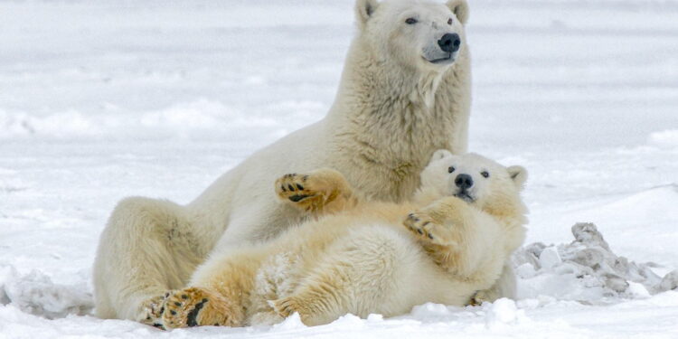 The Climate Scaremongers: BBC Admits It Lied About Vanishing Polar Bears