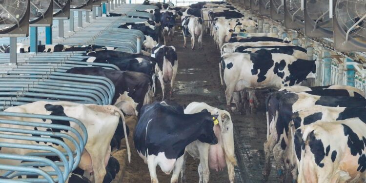 View of a cattle ranch in the Jiangsu province of China