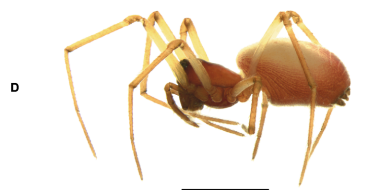 The spider genus Tutaibo (Araneae, Linyphiidae) in Uruguay: two new species and new records