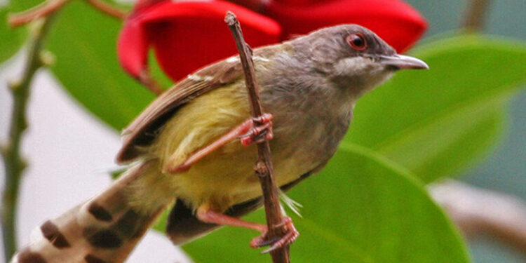 Thousands of birds seized in massive Indonesian bird-trafficking bust