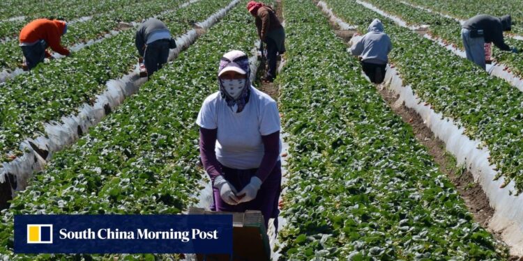 US farm groups urge Trump to spare workers from deportation fearing food supply disruption