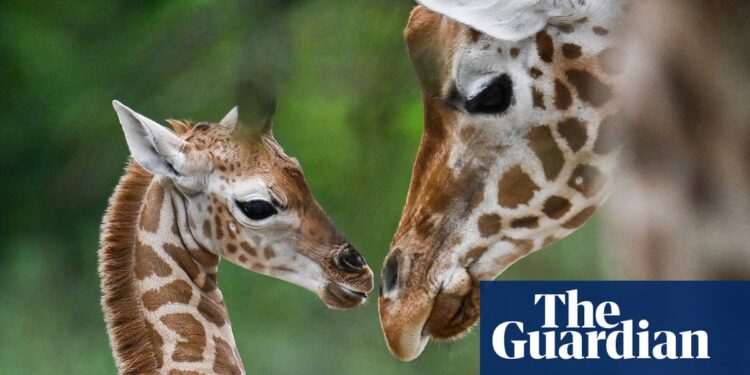 US moves to list giraffes under Endangered Species Act for the first time