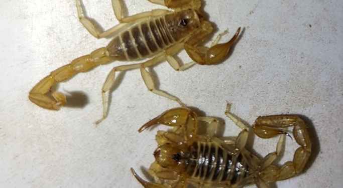 Vaejovidae) from Big Bend National Park, Texas