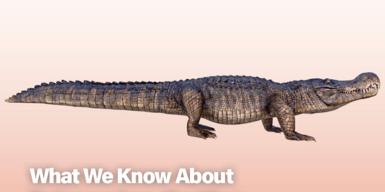 What We Know About Deinosuchus, the King of the Crocodilians